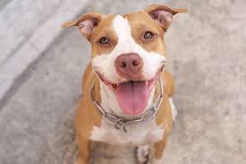 Maybe you would like to learn more about one of these? Pitbull Terrier Ausfuhrliche Infos Im Rasseportrat Deinetierwelt