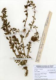 Image result for Buchnera leptostachya