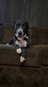 everyone meet Bella Piper!! she is the momma dog that was saved from the  exit by medicine park and she needs a foster!! she is dog friendly and  simply wants all of