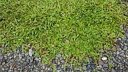 Image result for Paspalum conjugatum