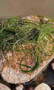 Image result for Stuckenia