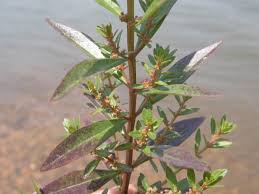 Image result for Ammannia baccifera
