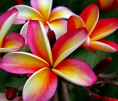 Rooted Seedling Plumeria Plant Fragrant Plumeria Plant Easy Frangipani Plumeria To Grow Quot Choco Delight Quot Plant Roots Frangipani Plants