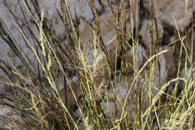 Image result for Aristida adscensionis