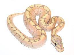 Pin On Cold Blooded Cuties