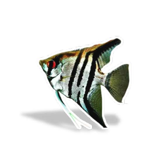 Manfish - Molly Jaya Indonesia