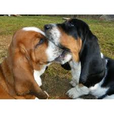If you are unable to find your basset hound puppy in our puppy for sale or dog for sale sections, please consider looking thru thousands of basset hound dogs for adoption. Janzen Family Bassets Basset Hound Breeder In Conyers Georgia