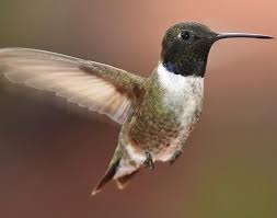 Bird With Red Spot On Head And Black Spot On Chest Black Chinned Hummingbird Species Hummingbirds Plus Hummingbird Ruby Throated Hummingbird Species