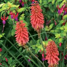 Image result for Kniphofia