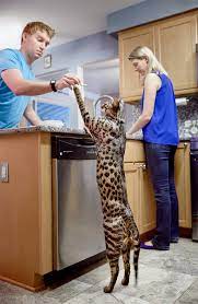 Name * email * phone. Worlds Tallest Cat 2017 People Com
