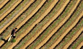 Greek Farmers Rent Patches Of Land To Citydwellers In Scheme To Combat Crisis Greek Tomato Farming Farmer