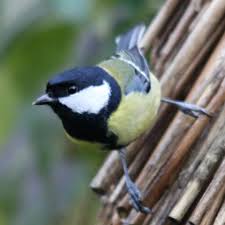 Image result for Kohlmeise vogelhouse