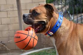 Ethical Pets Easy Catch Ball Dog Toy 6 Make Sure To Examine Out This Amazing Product This Is An Affiliate Dog Toy Ball Durable Dog Toys Dog Squeaky Toys