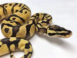 Pin On Reptiles And Amphibians To Buy