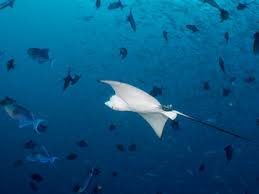 The eagle rays are a group of cartilaginous fishes in the family myliobatidae, consisting mostly of large species eagle rays feed on mollusks and crustaceans, crushing their shells with their flattened teeth. Maledives Spotted Eagle Ray Aetobatus Narinari And Fishes Stockphoto