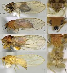 Image result for Agelanthus natalitius