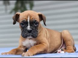 Maybe you would like to learn more about one of these? Boxer Puppies For Sale In Michigan Akc 07 2021
