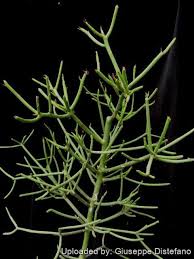 Image result for Euphorbia tholicola
