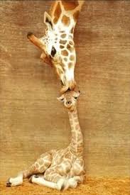 Mommy Giraffe Kissing Baby Giraffe On The Head 33 Aww