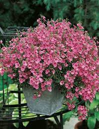 Diascia Barberae Twinspur Pink Queen 50 Seeds Great For Hanging Baskets Containers And Ground Cover Kontejnernye Rasteniya Sadovye Idei Balkonnye Rasteniya