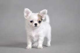 10 Bebes Chihuahua Qui Vont Vous Rendre Totalement Gaga En 2020 Bebe Chihuahua Chihuahua Chihuahua Drole