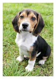 There are 4582 beagle puppies for sale on etsy, and they cost $12.28 on average. Beagle Puppy Dog On Grass Color Photograph 5x7 Green Black Tan White Beagle Puppy Beagle Dog Cute Beagles