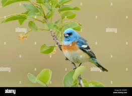 Image result for Passerina montana