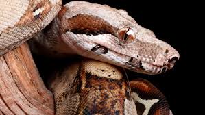 The boa constrictor is a member of the family boidae, found in tropical south america. 8 Foot Boa Constrictor On The Loose In Tooele Kutv