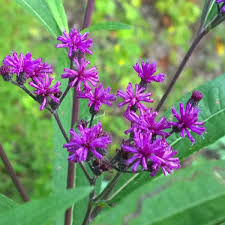 Image result for Vernonia guineensis
