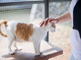 Together with atlanta pet rescue and adoption (apra), best friends, which is a registered 501(c)(3) nonprofit organization, locally operates a pet adoption center in atlanta. Animal Rescue Groups In Jakarta Flokq Coliving Jakarta Blog