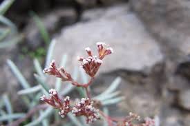 Image result for Polycarpaea eriantha