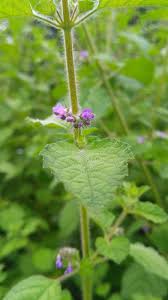 Image result for Mesosphaerum suaveolens