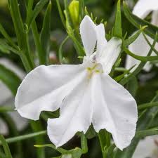 Image result for Lobelia thermalis