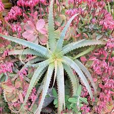 Image result for Aloe bukobana