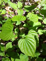 Image result for Dioscoreaceae