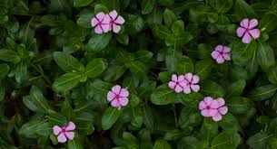 Jemima periwinkle zebra periwinkle wallpaper sample. Rosy Periwinkle Wallpaper Hd Download