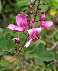 Image result for Indigofera microcalyx