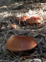 Image result for Suillus sp.