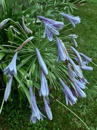 Image result for Agapanthus praecox