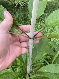 Image result for Oxyanthus pyriformis