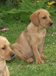 Vizsla Retriever Mix Retriever Mix Labrador Mix Vizsla