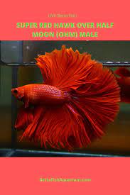 Live Betta Fish Super Red Hawk Over Half Moon Ohm Male Betta Fish Betta Betta Fish Types