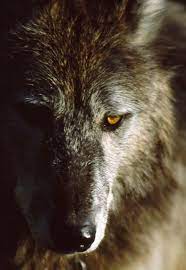 Northern Rocky Mountain Wolf Coordinator Mike Jimenez Archives Wyoming Untrapped Wolves And Women Wolf Wolves Photography