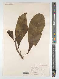 Image result for Terminalia macroptera