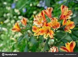 Vista Perto Bela Lirio Laranja Amarelo Alstroemeria Lirio Dos Incas Fotos Imagens De C Paisan579 352403824