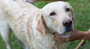 For food, nutrition, exercise, and training, you can practice and follow different techniques. Homemade Dog Shampoo Recipes The Best Diy Shampoo For Dogs