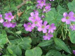 Image result for Oxalis debilis