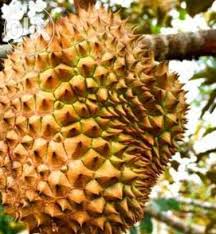 Durian musang king adalah durian unggul dari malaysia informasi pemesanan bibit durian berkualitas hub. Pembekal Rasmi Benih Durian Posts Facebook