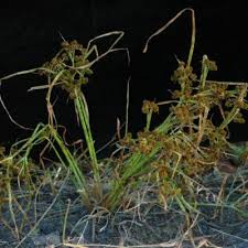 Image result for Courtoisina assimilis