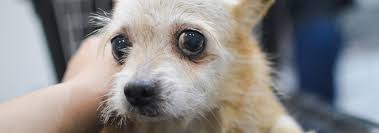 Jsme největší platformou pro online darování v české republice. Help Sick Dogs And Cats At Handipet Rescue Darujme Cz